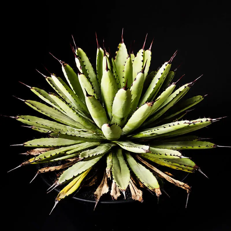 アガベ　マクロアカンサ　連棘タイプ N PLANTS | Agave macroacantha 連棘のマクロアカンサ 写真だと
