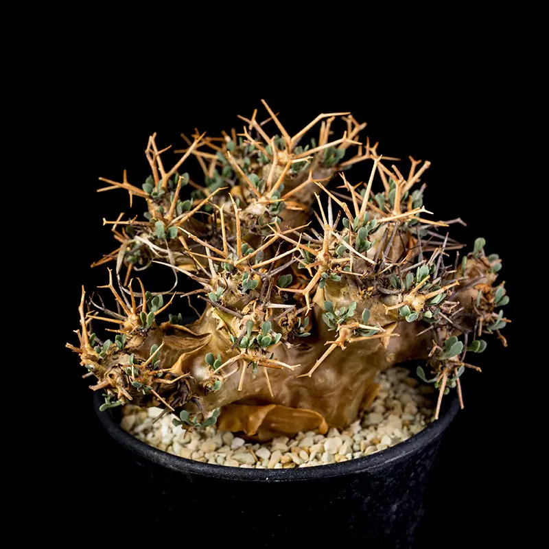 オトンナユーフォルビオイデス オトンナ・ユーフォルビオイデス（Othonna euphorbioides