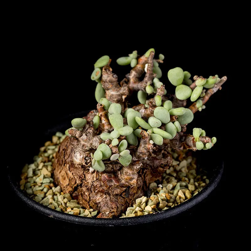 ケラレア　ピグマエア ケラリア・ピグマエアの基本情報・育て方｜多肉植物・サボテン