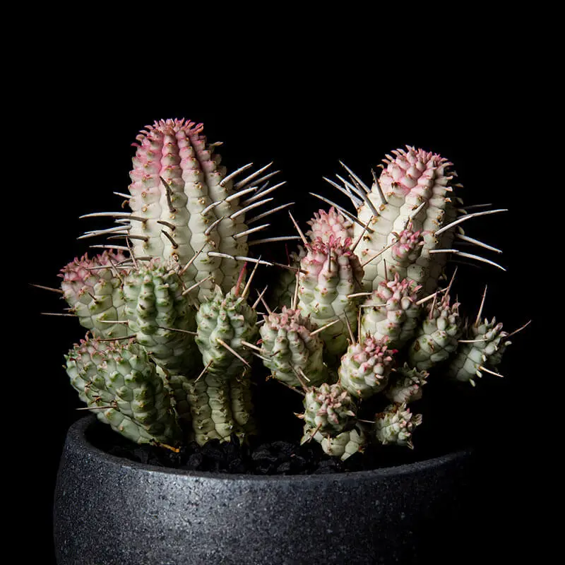 万年青　錦麒麟交配　鉢植え　希少品種 万年青 錦麒麟交配 鉢植え 希少品種 観葉植物