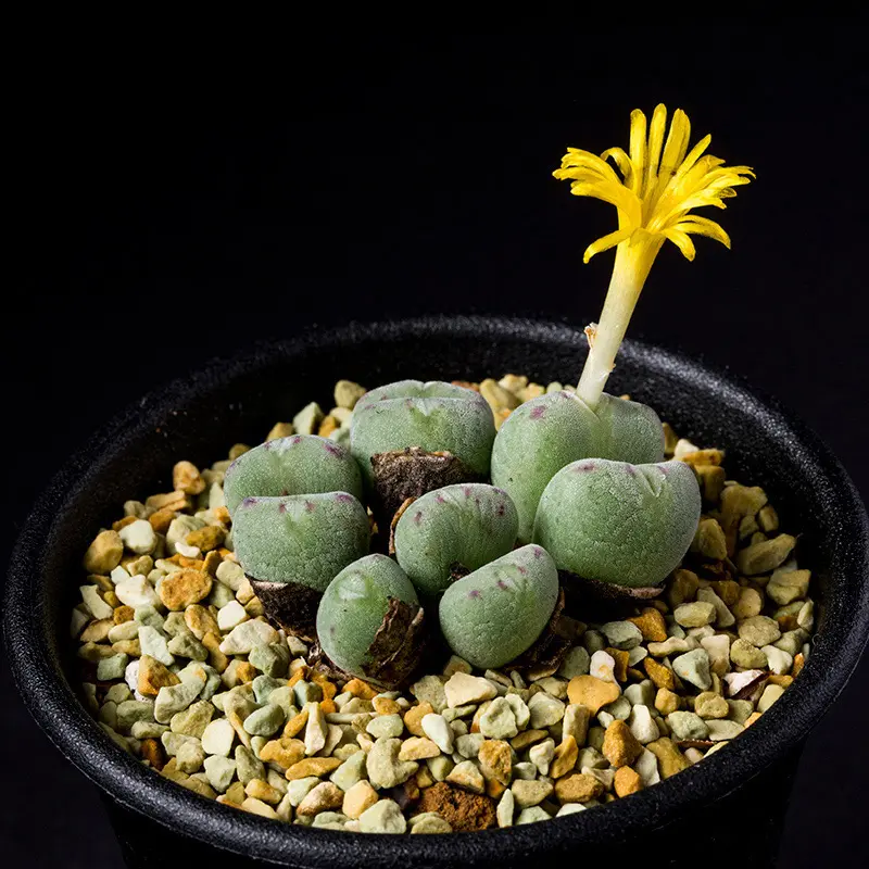 コノフィツム'口笛'の基本情報・育て方｜多肉植物・サボテン図鑑