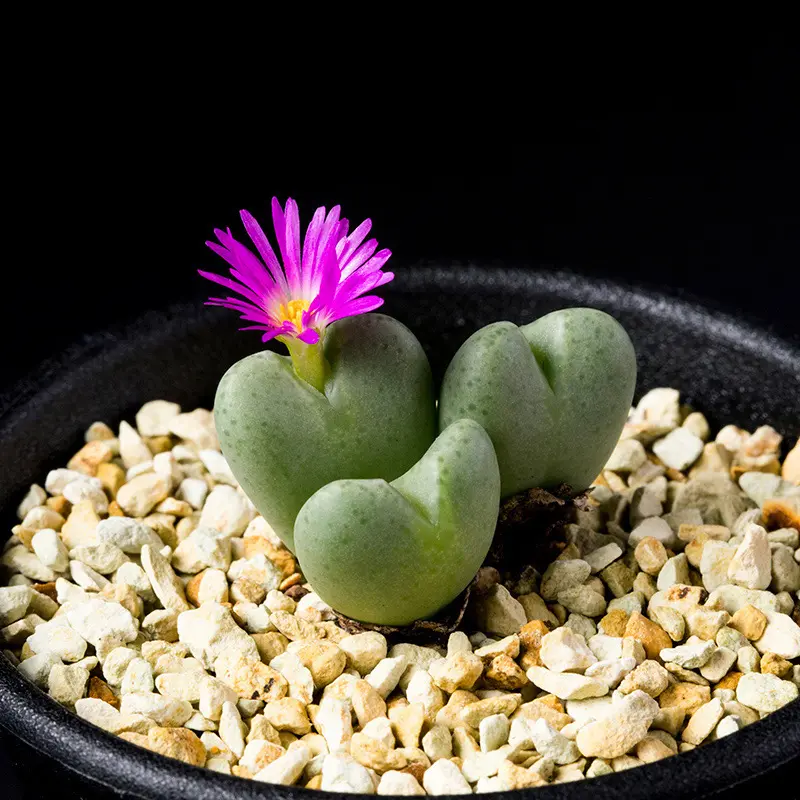 コノフィツム'星姫'の基本情報・育て方｜多肉植物・サボテン図鑑