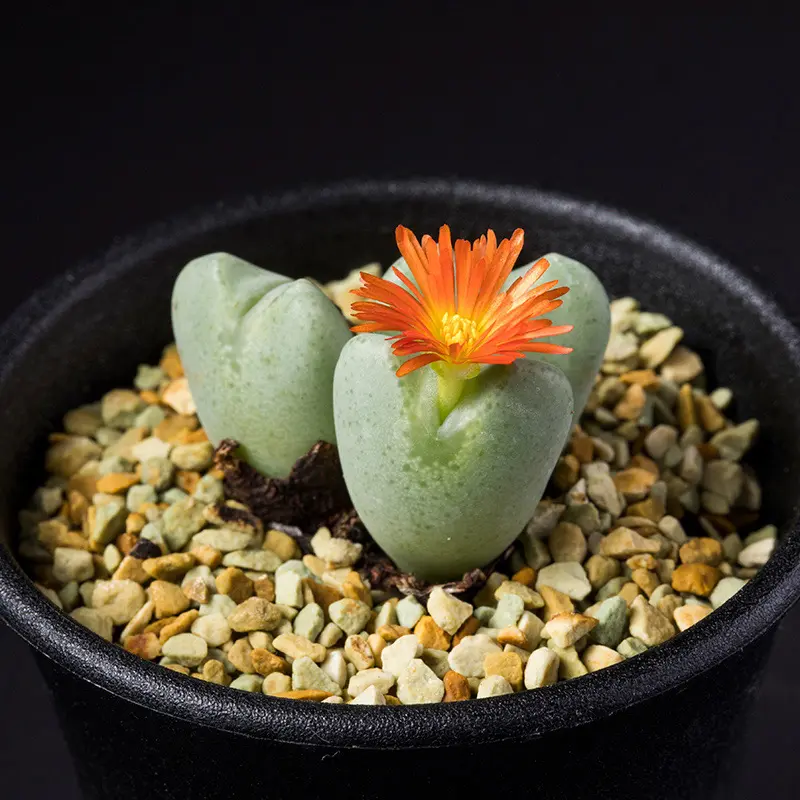 本物 コノフィツム'花園'の基本情報・育て方｜多肉植物・サボテン図鑑 その他多肉植物