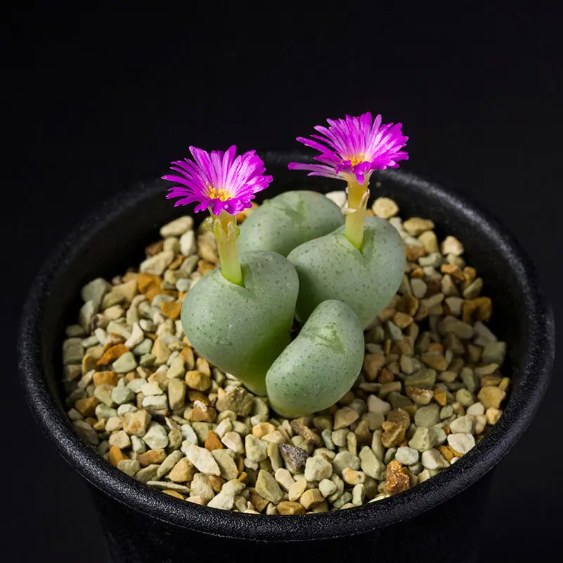 コノフィツム'富士の衣'の基本情報・育て方｜多肉植物・サボテン図鑑