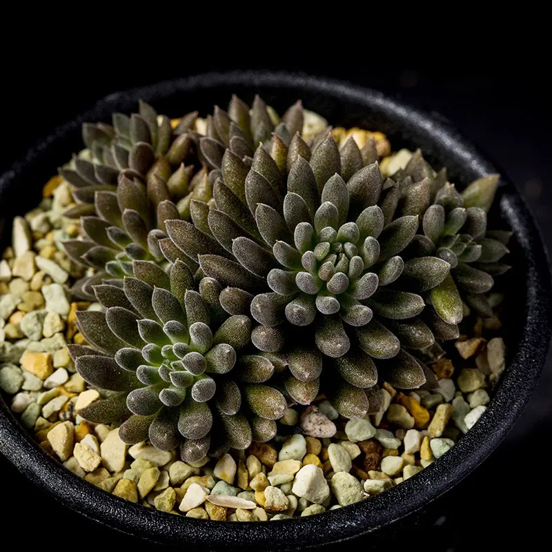 多肉植物       スマロ シノクラッスラスマロの基本情報・育て方｜多肉植物・サボテン図鑑