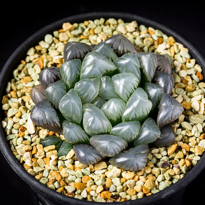 多肉植物　ハオルチア　トルンカーター 多肉植物 ハオルチア トルンカーター - メルカリ