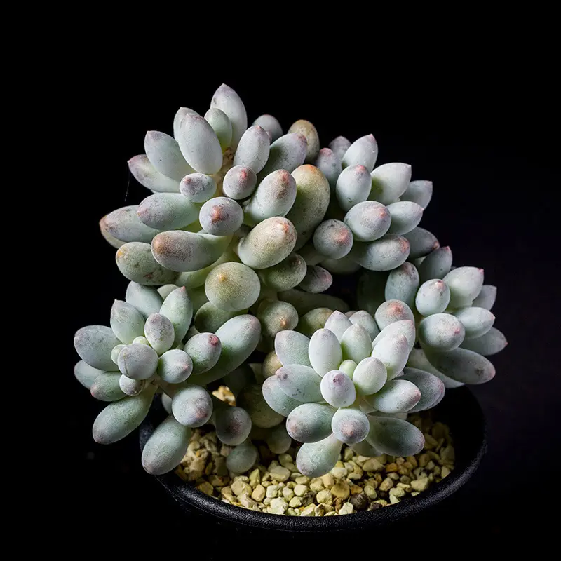多肉植物　ベビービンゴ　脇芽付き　抜き苗 50011cfe9c62dc112f61b92d0626b8