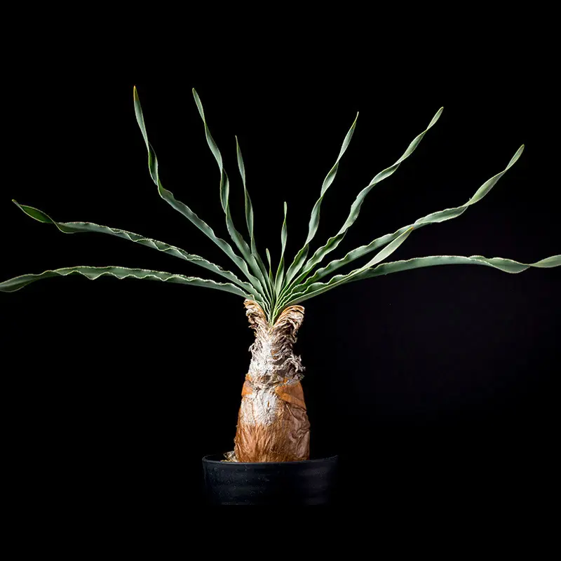 ブーファン・ディスティカの基本情報・育て方｜多肉植物