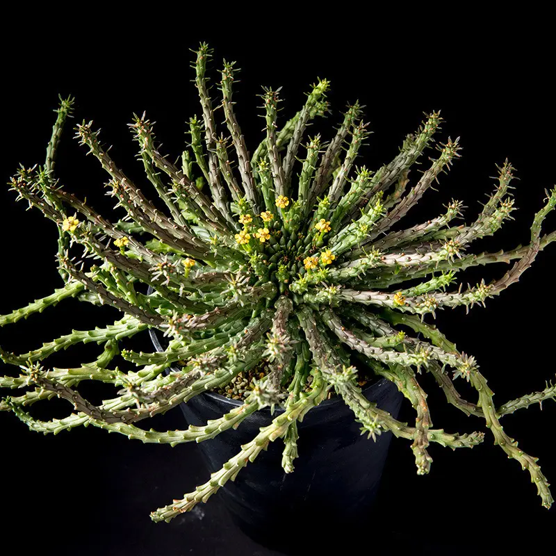 ユーフォルビア孔雀丸の基本情報・育て方|多肉植物・サボテン ユーフォルビア孔雀丸の基本情報・育て方|多肉植物・サボテン