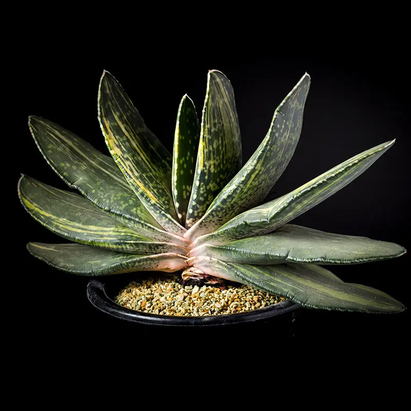 ガステリア　ピランシー錦 一鉢　サボテン　多肉植物 ガステリア・ピランシー錦の基本情報・育て方｜多肉植物