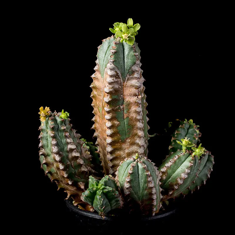 ユーフォルビア　カンダレンシス 種子3粒 種子] ユーフォルビア アンカレンシス Euphorbia ankarensisの