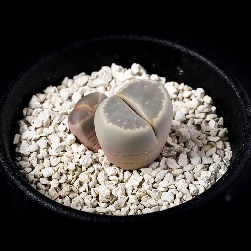 リトープスオリーブ玉の基本情報・育て方｜多肉植物・サボテン図鑑