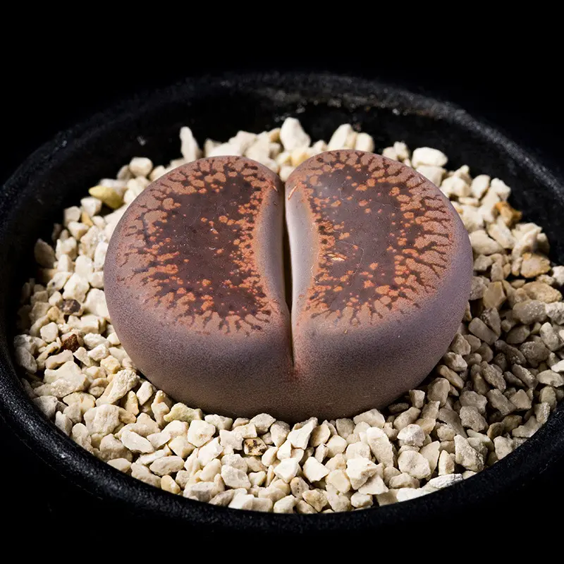 おそ松様 希少 毛皮(スプリングボック)の敷物 2枚おまとめ 【公式通販】