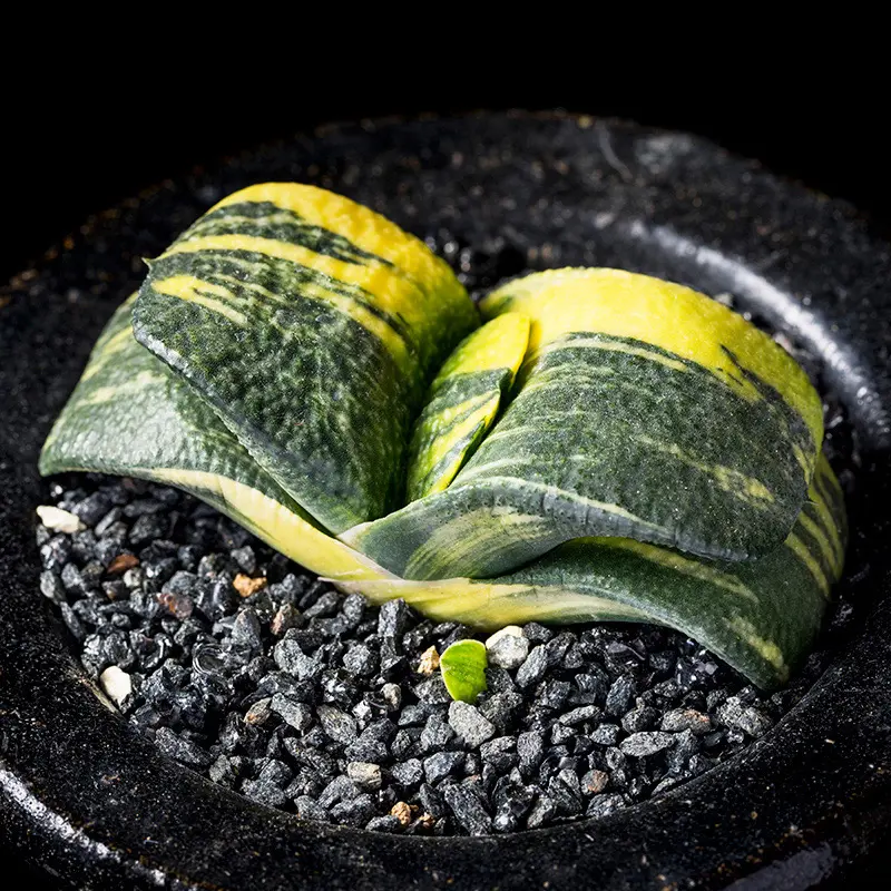 多肉植物 ガステリア 臥牛 十兵衛 楽天市場】多肉植物：ガステリア 臥牛*幅5cm : 遊恵盆栽 楽天