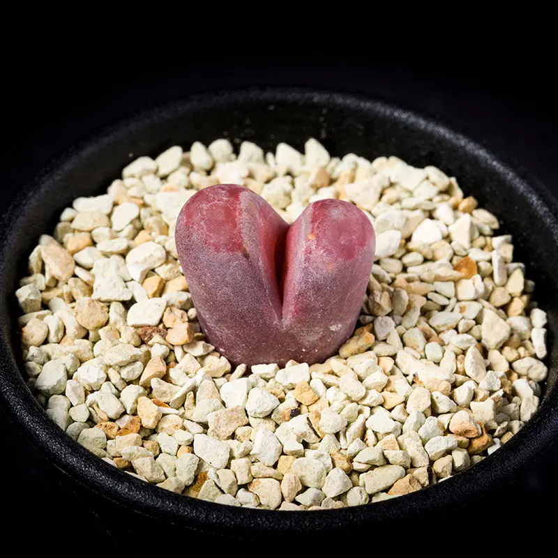 リトープス紅大内玉の基本情報・育て方｜多肉植物・サボテン図鑑