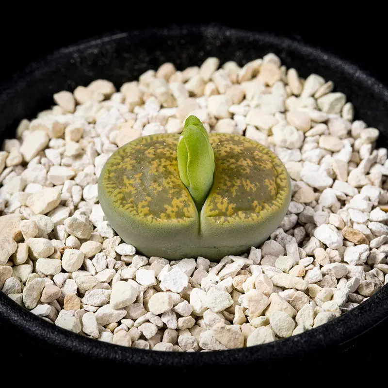 リトープス　ホワイトラビット　Lithops White Rabbit 一鉢全て リトープス ホワイトラビット Lithops White Rabbit 5頭