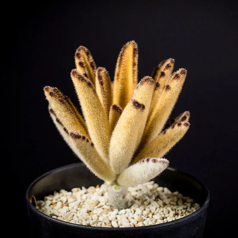 カランコエゴールデンラビットの基本情報・育て方｜多肉植物・サボテン