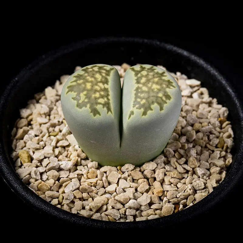 リトープス緑福来玉の基本情報・育て方｜多肉植物・サボテン図鑑