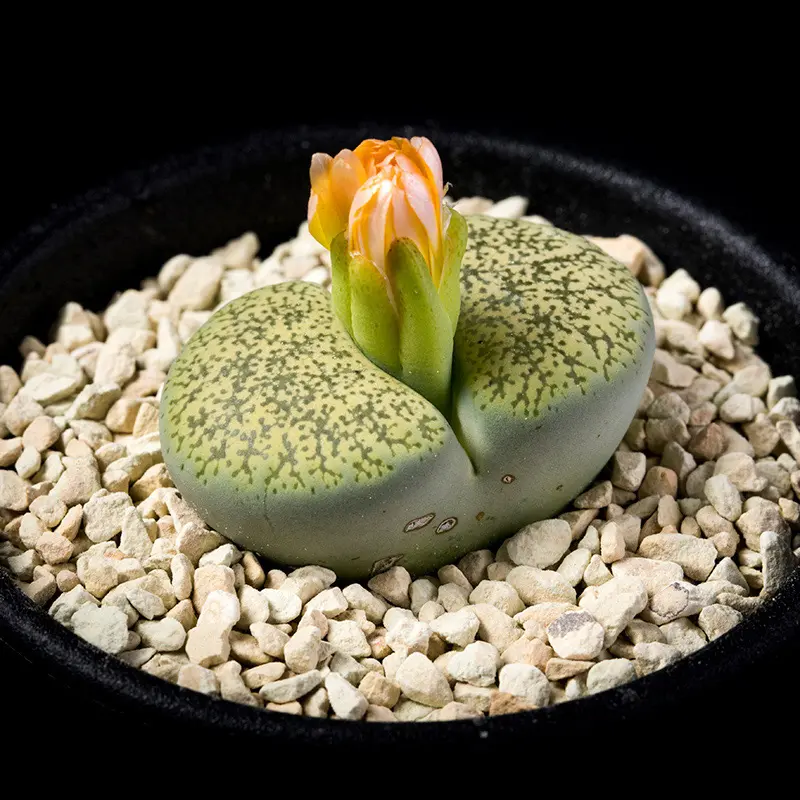 リトープス緑弁天玉の基本情報・育て方｜多肉植物・サボテン図鑑