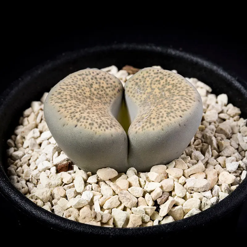 リトープス麗春玉の基本情報・育て方|多肉植物・サボテン図鑑 リトープス麗春玉の基本情報・育て方|多肉植物・サボテン図鑑