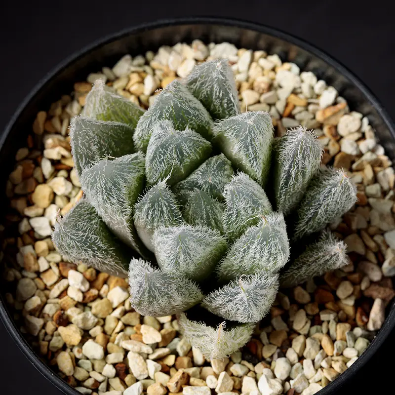 ハオルチア・クーペリー・ベヌスタの基本情報・育て方｜多肉植物