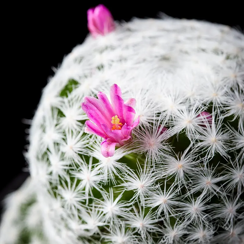 マミラリア春星の基本情報・育て方｜多肉植物・サボテン図鑑｜みんなの