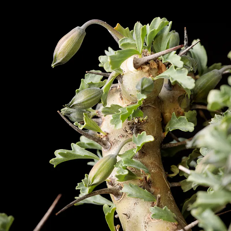 モンソニア・クラシカウリスの基本情報・育て方｜多肉植物・サボテン