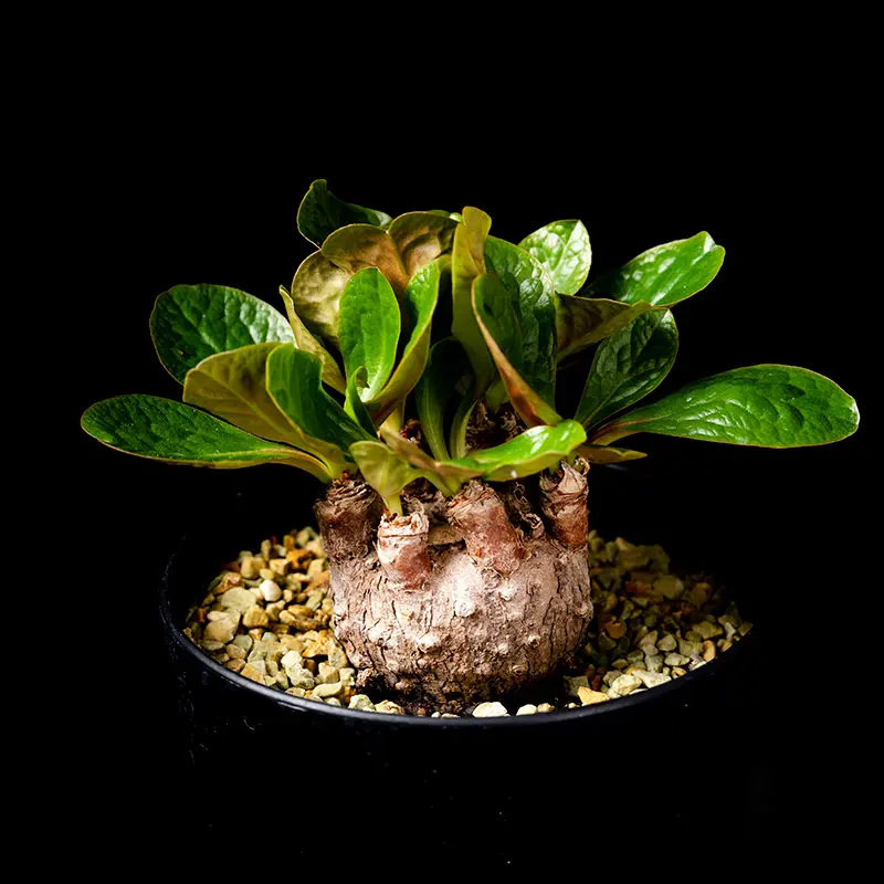 ユーフォルビア・エクロニーの基本情報・育て方｜多肉植物・サボテン
