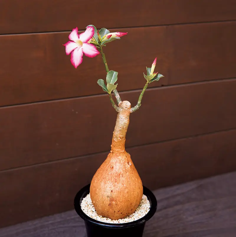 アデニウム・オベスムの基本情報・育て方｜多肉植物・サボテン図鑑