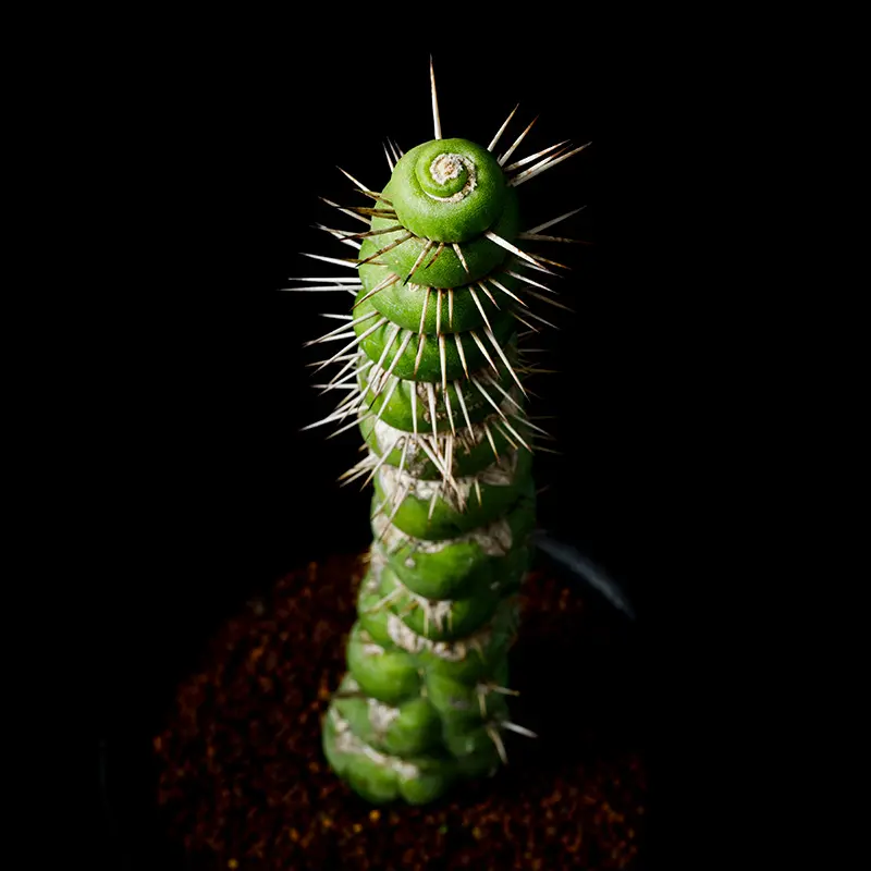 ユーリキニア・カスタネアスピラリスの基本情報・育て方｜多肉植物