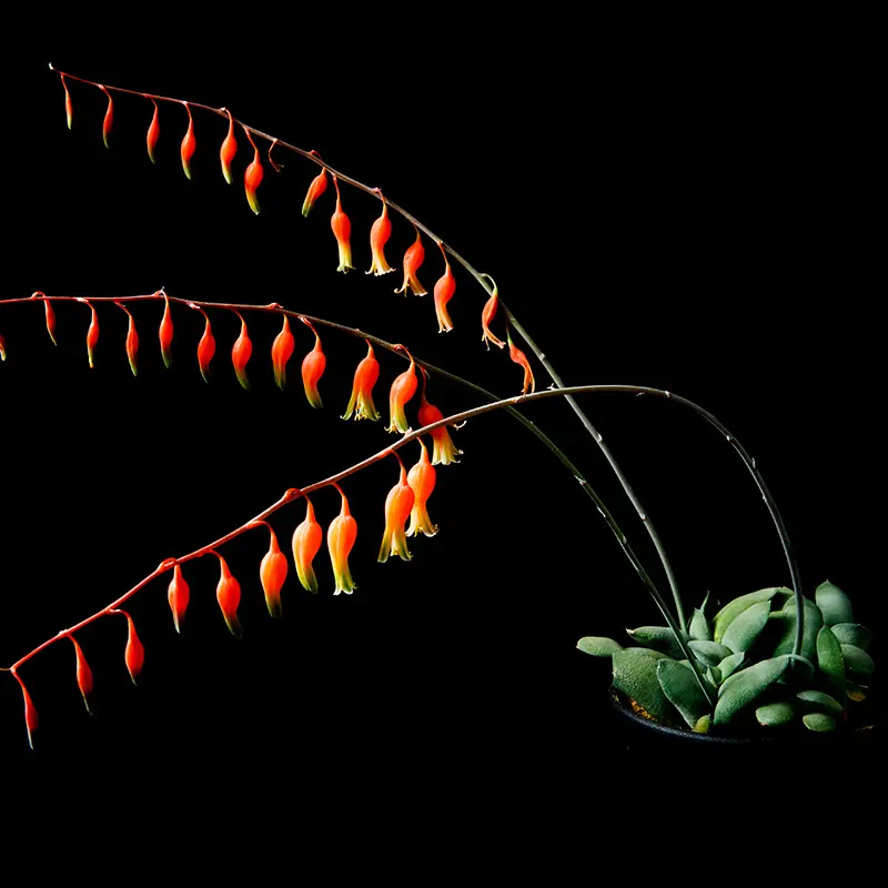 ガステリア・グロメラータの基本情報・育て方｜多肉植物・サボテン図鑑