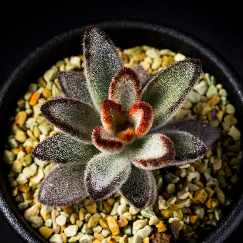 カランコエ'野うさぎ'の基本情報・育て方｜多肉植物・サボテン図鑑