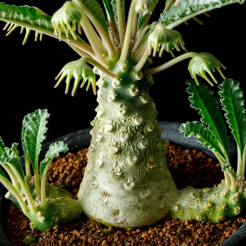 ドルステニア・ラブラニーの基本情報・育て方｜多肉植物・サボテン図鑑