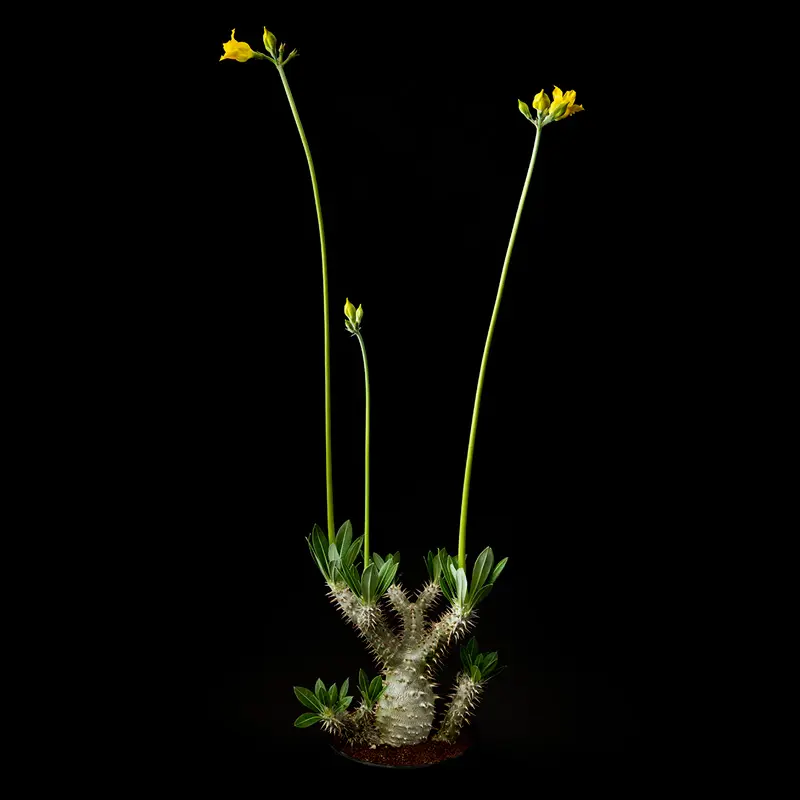 パキポディウム・ホロンベンセの基本情報・育て方｜多肉植物・サボテン