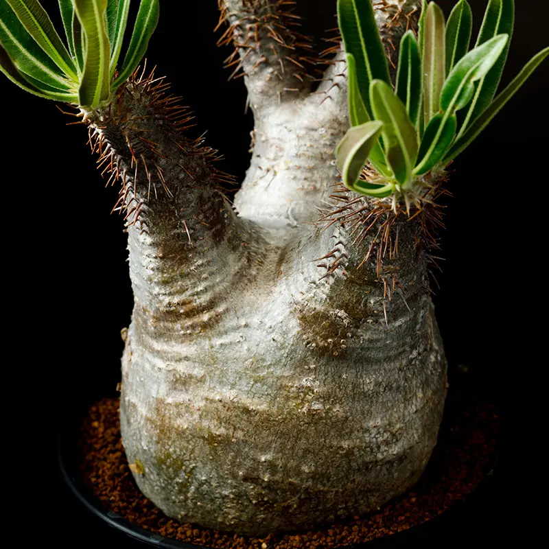 パキポディウム・グラキリウスの基本情報・育て方｜多肉植物・サボテン