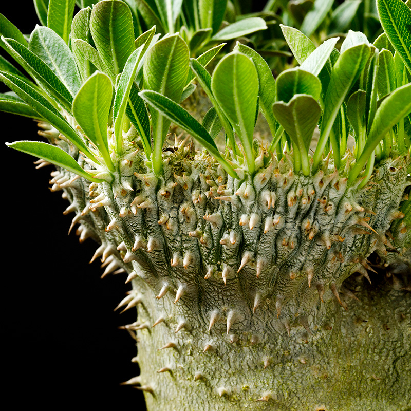 パキポディウム・デンシフローラムの基本情報・育て方｜多肉植物