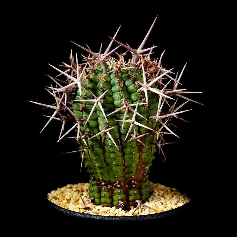ユーフォルビア群星冠の基本情報・育て方｜多肉植物・サボテン図鑑