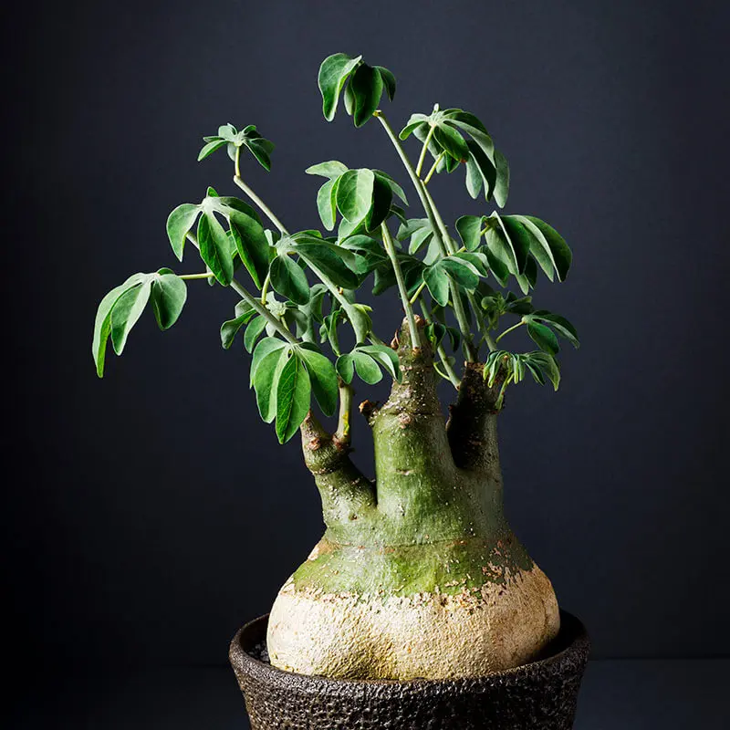 アデニア・グラウカの基本情報・育て方｜多肉植物・サボテン図鑑
