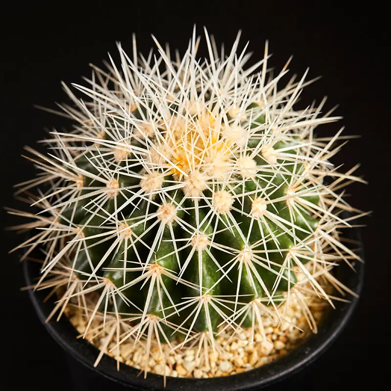 エキノカクタス白刺金鯱の基本情報・育て方｜多肉植物・サボテン図鑑