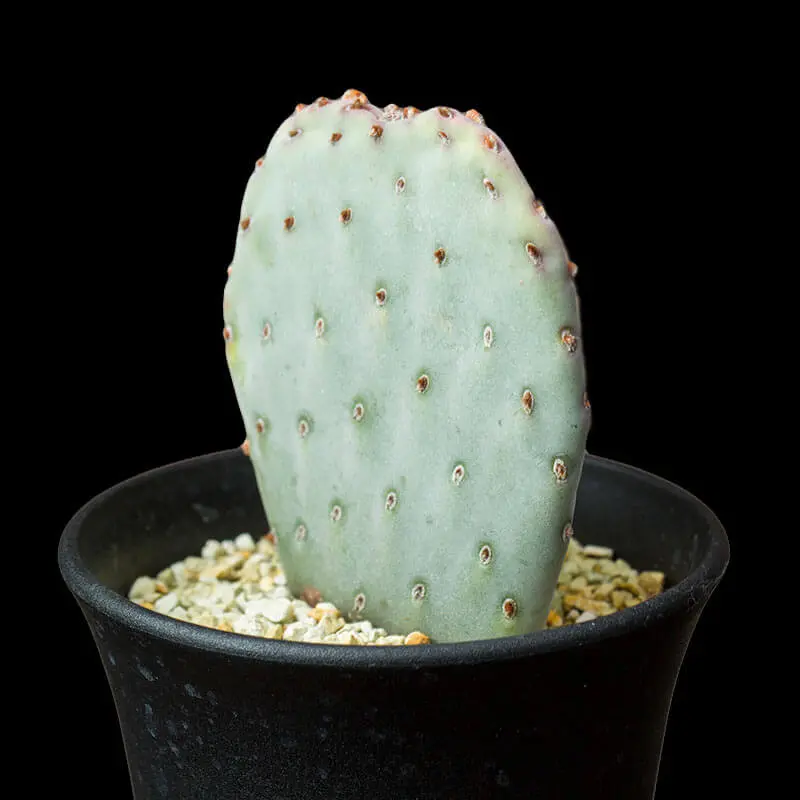 ウチワサボテン バシラリス ５本セット オプンチア・バシラリスの基本情報・育て方｜多肉植物・サボテン図鑑
