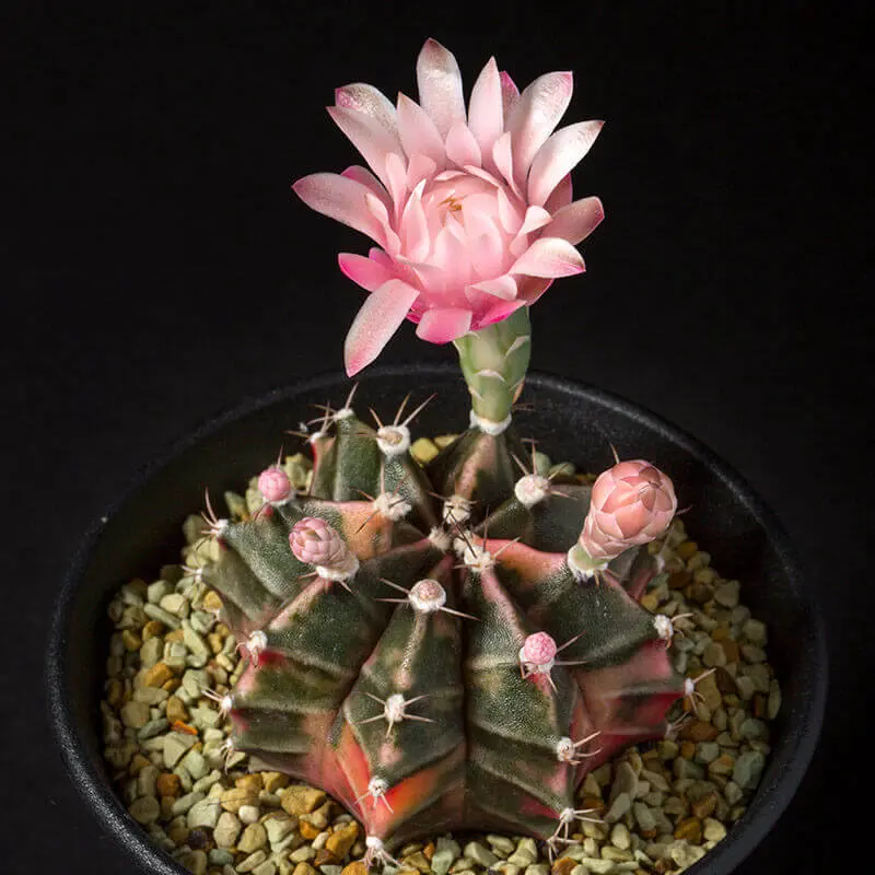 ギムノカリキウム'緋牡丹錦'の基本情報・育て方｜多肉植物・サボテン