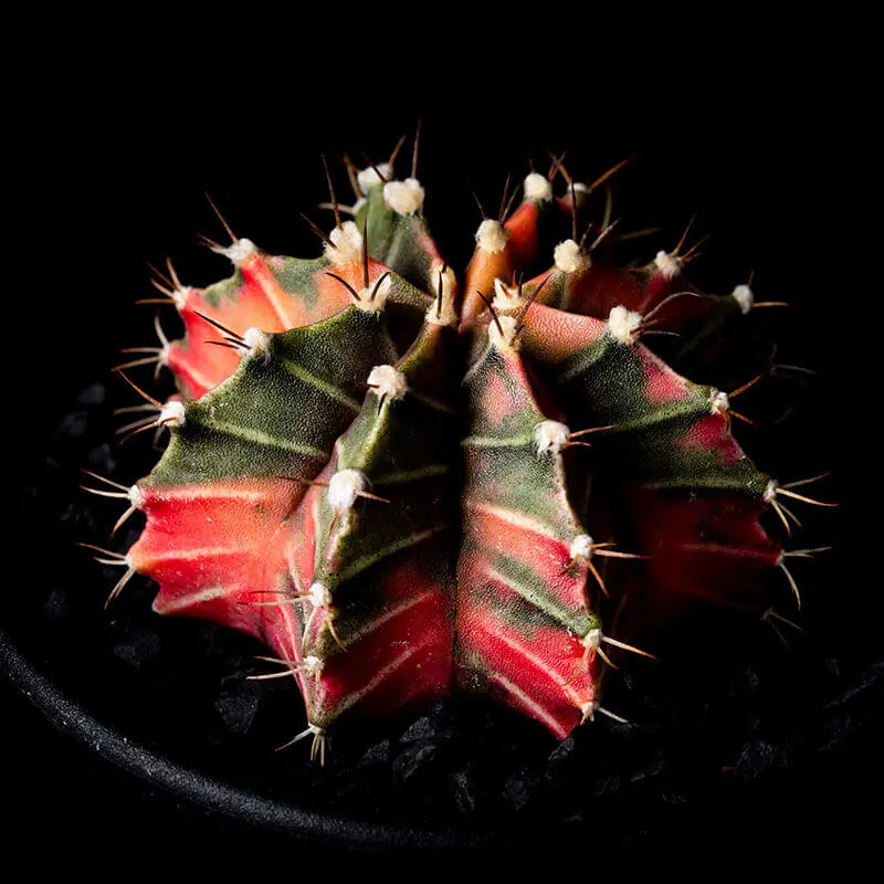 ギムノカリキウム'緋牡丹錦'の基本情報・育て方｜多肉植物・サボテン