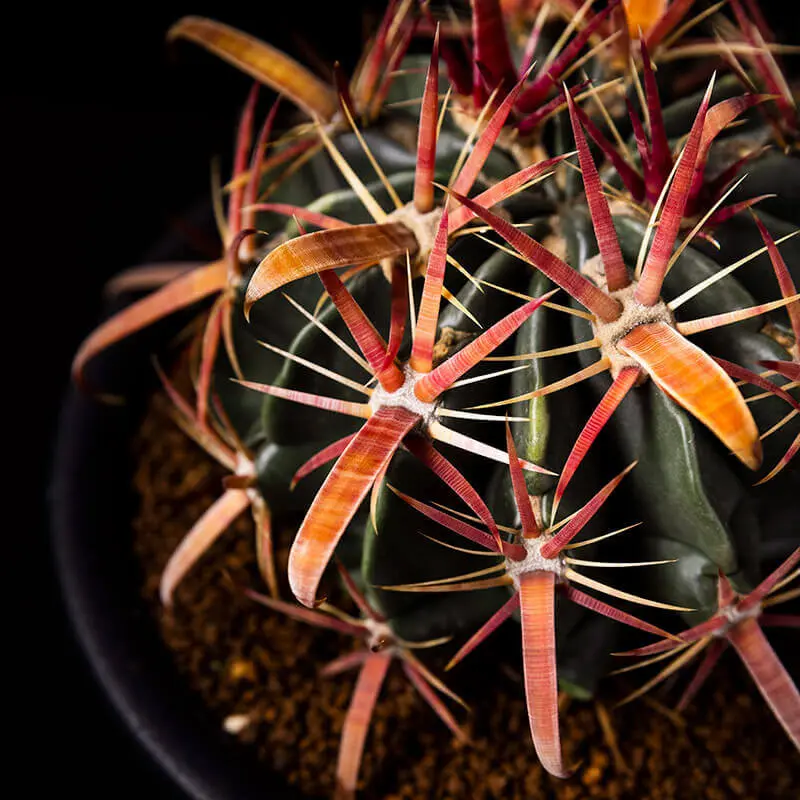 フェロカクタス日の出丸の基本情報・育て方｜多肉植物・サボテン図鑑