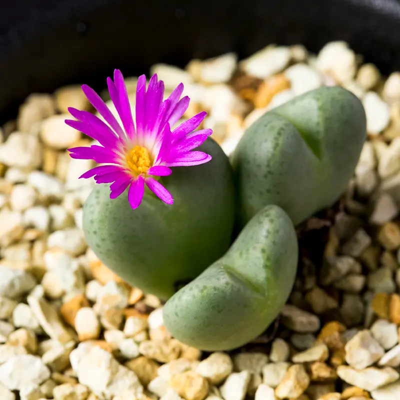 コノフィツム'星姫'の基本情報・育て方｜多肉植物・サボテン図鑑