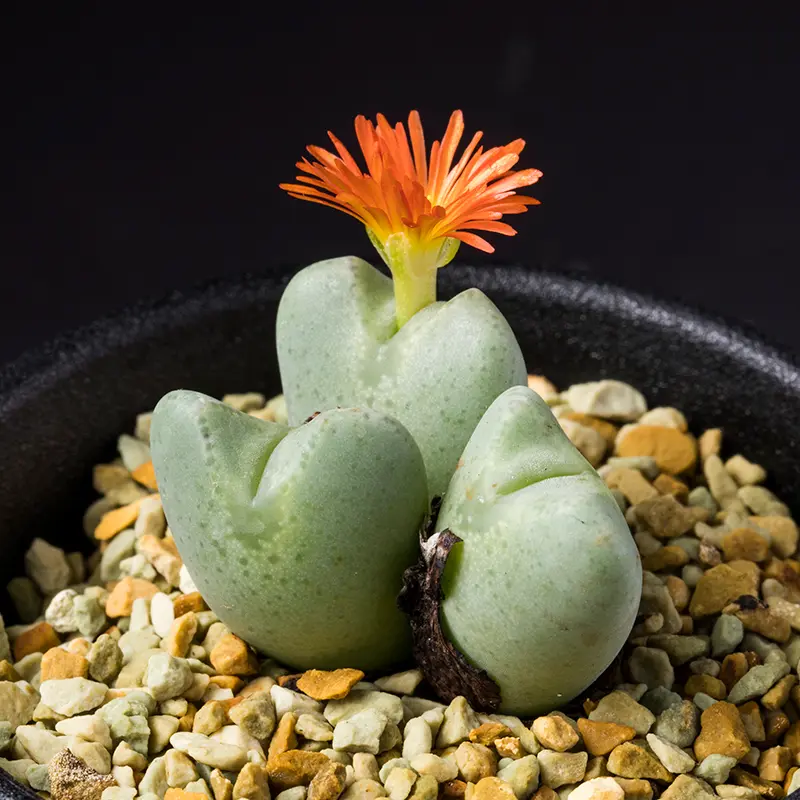 コノフィツム'花園'の基本情報・育て方｜多肉植物・サボテン図鑑