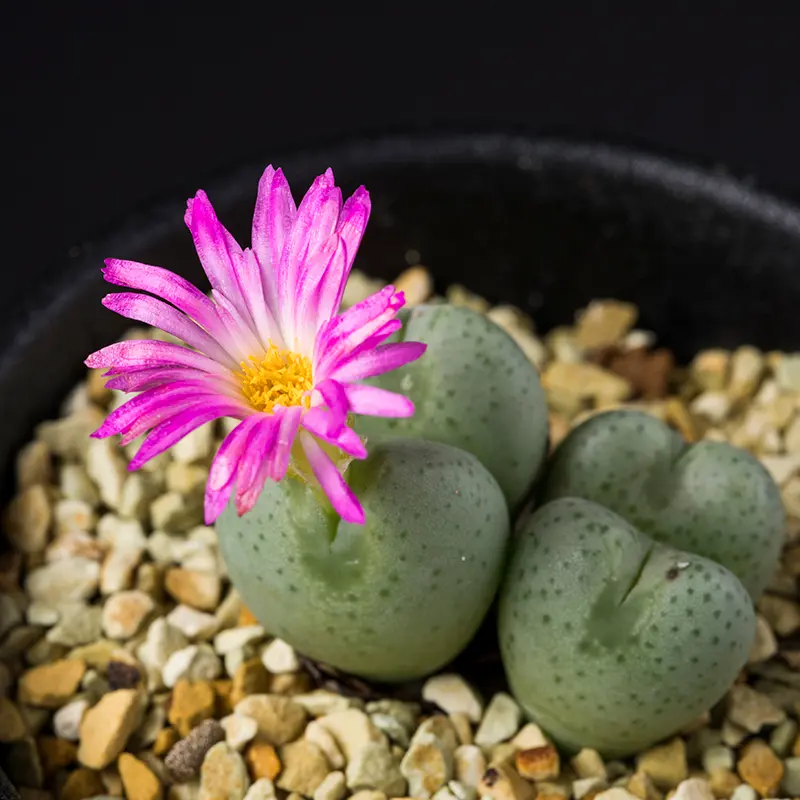 コノフィツム'稚児桜'の基本情報・育て方｜多肉植物・サボテン図鑑