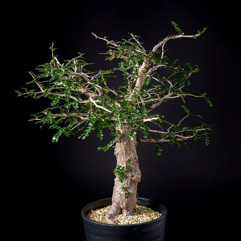 オペルクリカリア・デカリーの基本情報・育て方｜多肉植物・サボテン