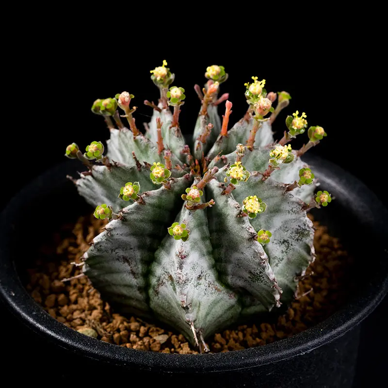 ユーフォルビア・ホリダの基本情報・育て方｜多肉植物・サボテン図鑑