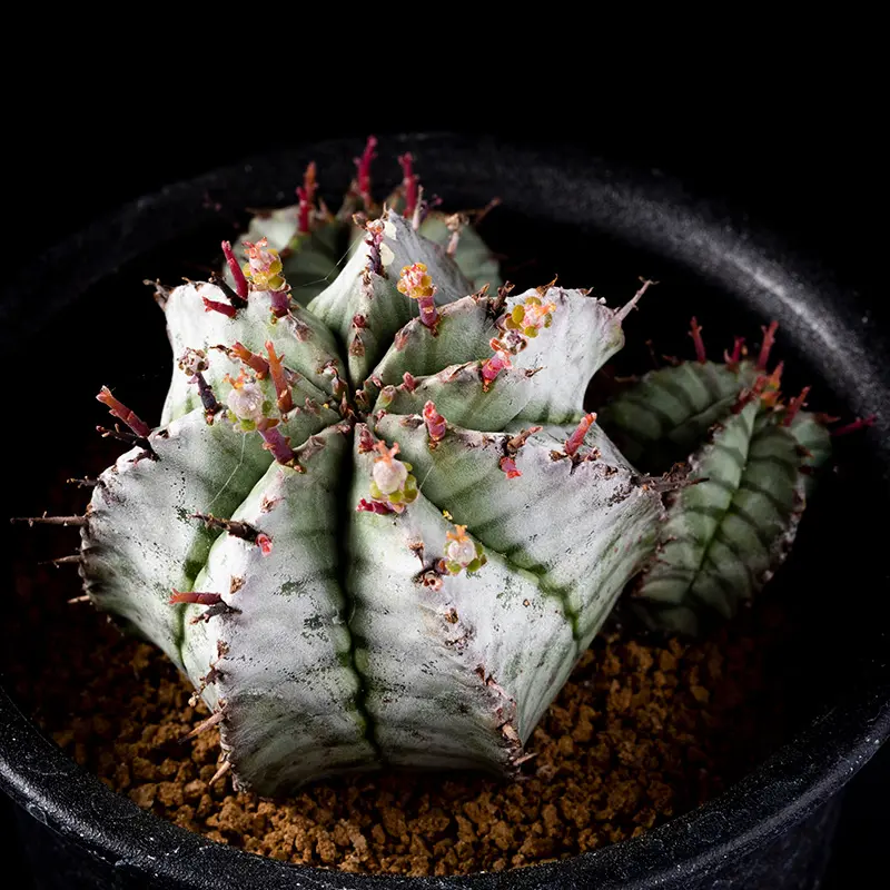 ユーフォルビア・ホリダの基本情報・育て方｜多肉植物・サボテン図鑑