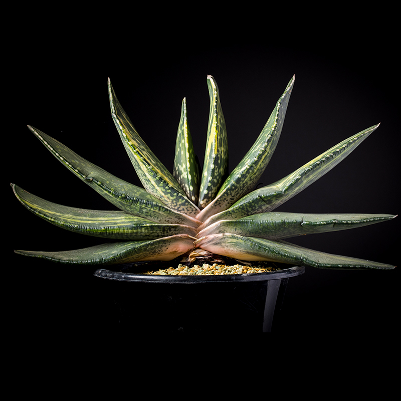 ガステリア・ピランシー錦の基本情報・育て方｜多肉植物・サボテン図鑑